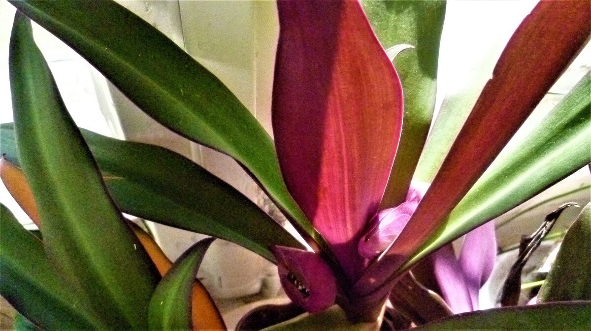 очень красивая Рео. 