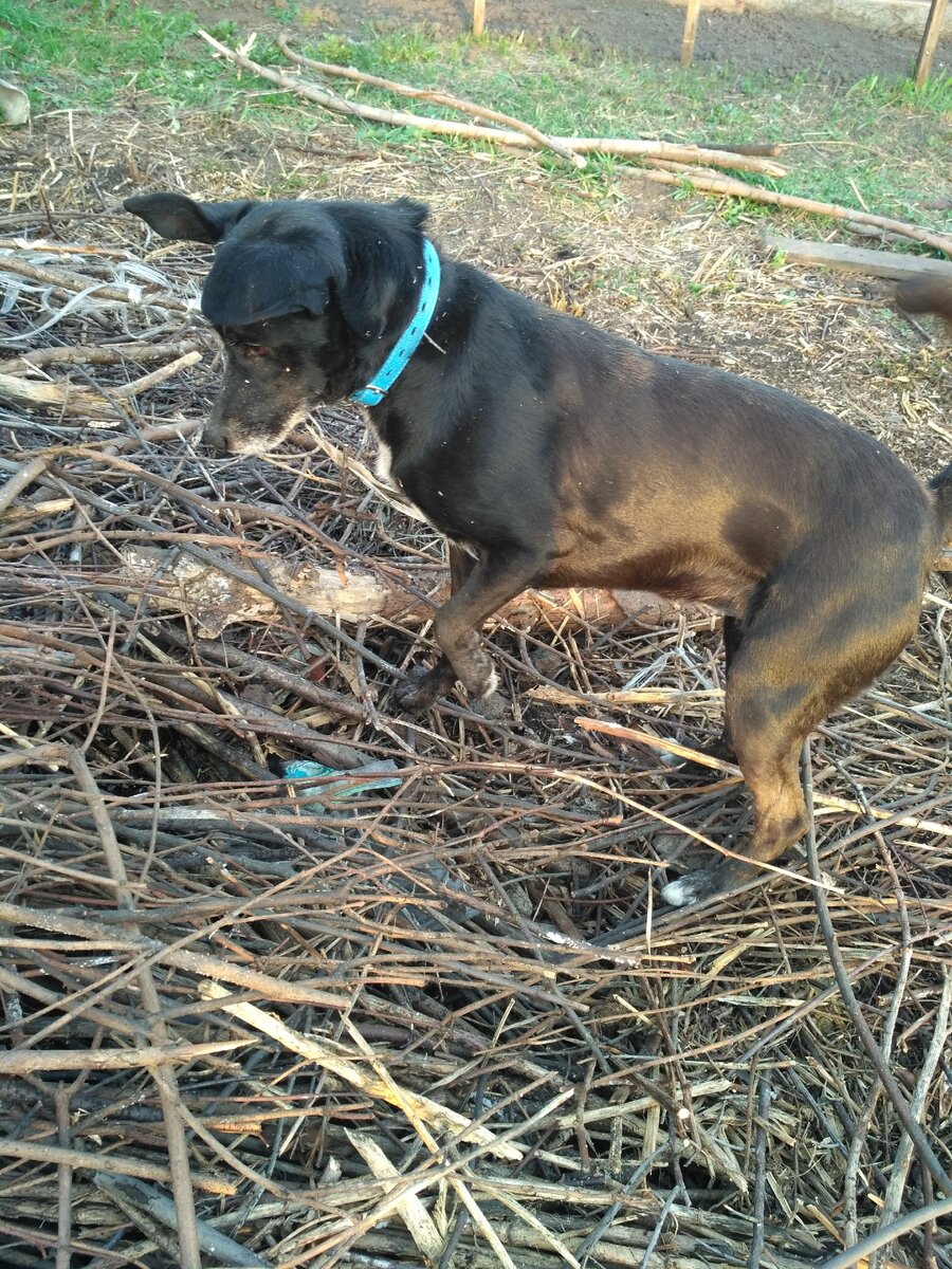 Ну где же вы, мыши?!