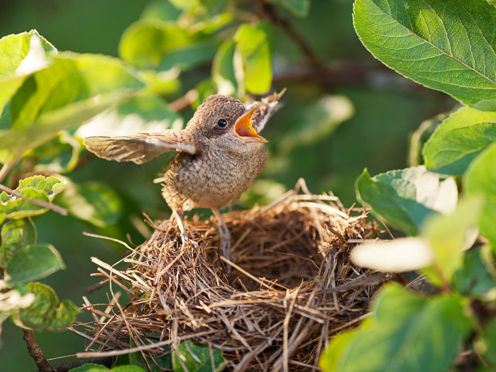 Этот герой к полетам готов. Немного потренироваться, и всё.