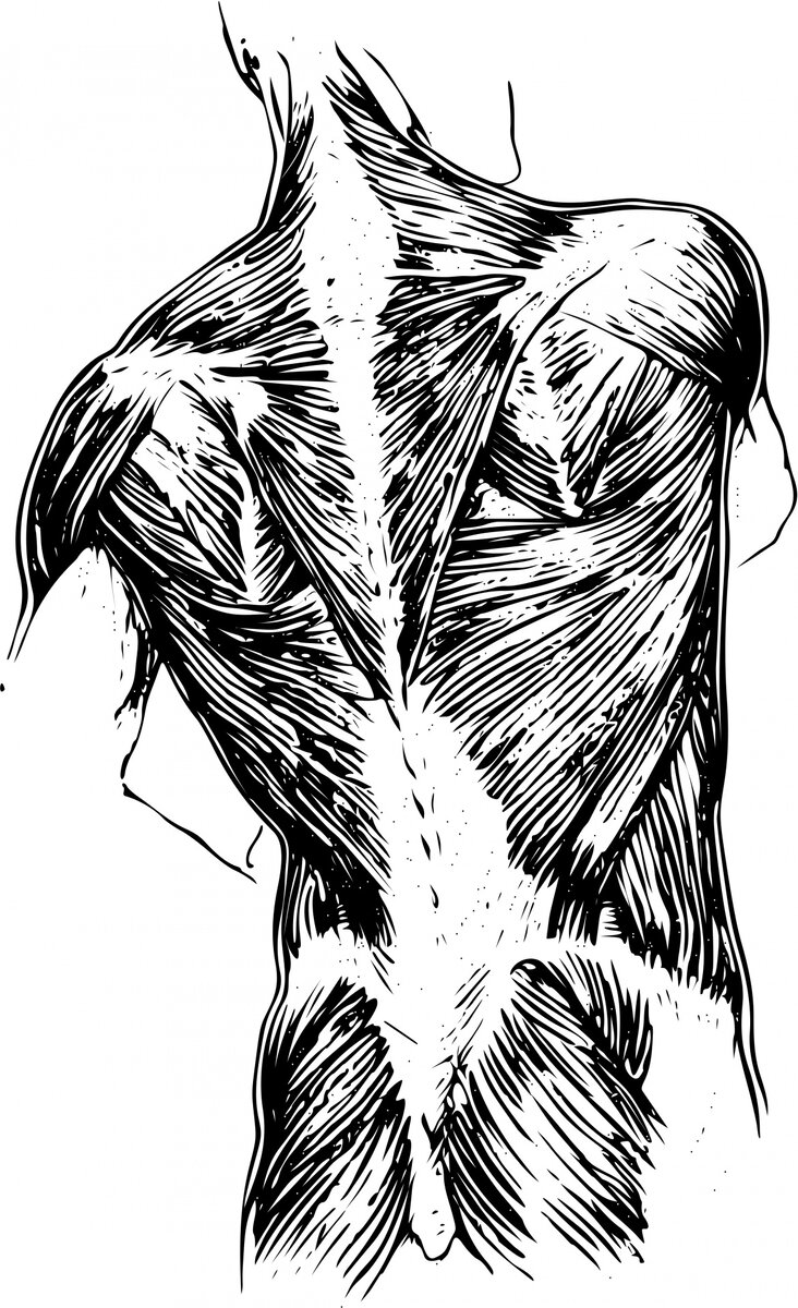 Мышечный вектор. Контур человека мышцы. Мышечная система мускулатура человека. Позвоночник человека с мышцами. Скелетные мышцы анатомия.