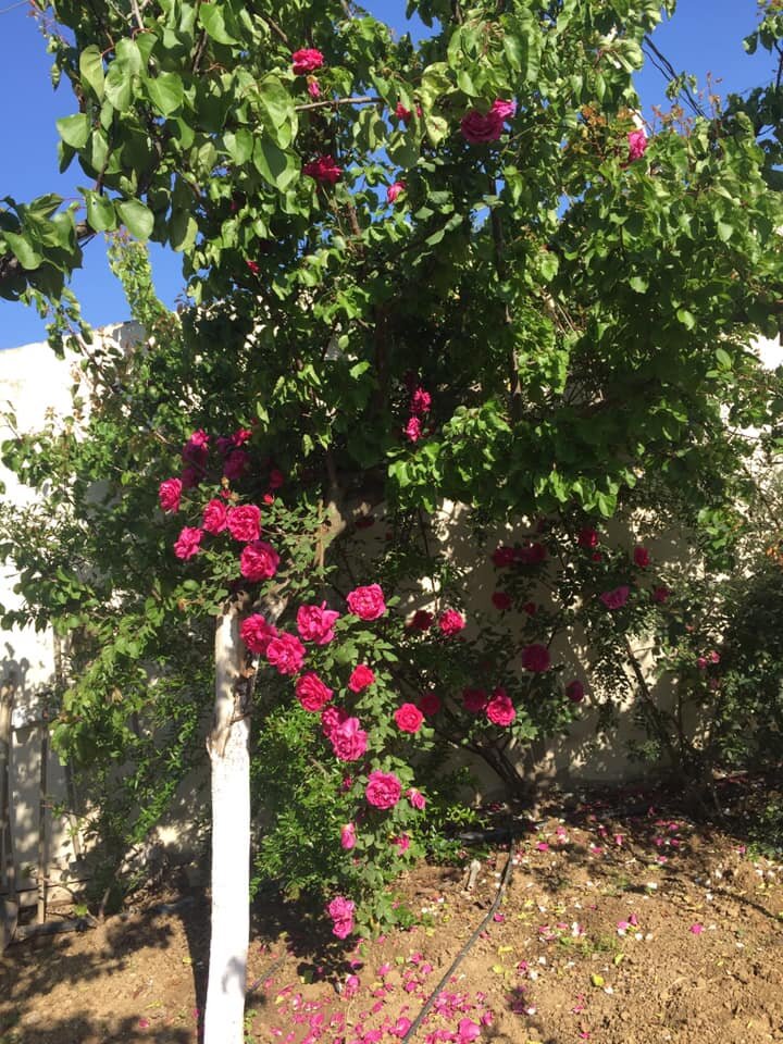 Розы (лат."Rose") из "Королевства цветов" (king-flower.com)