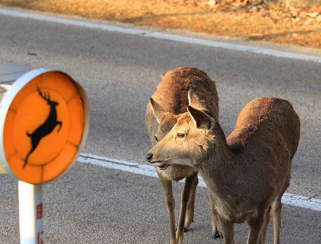 Вторжение оленей в Японии 