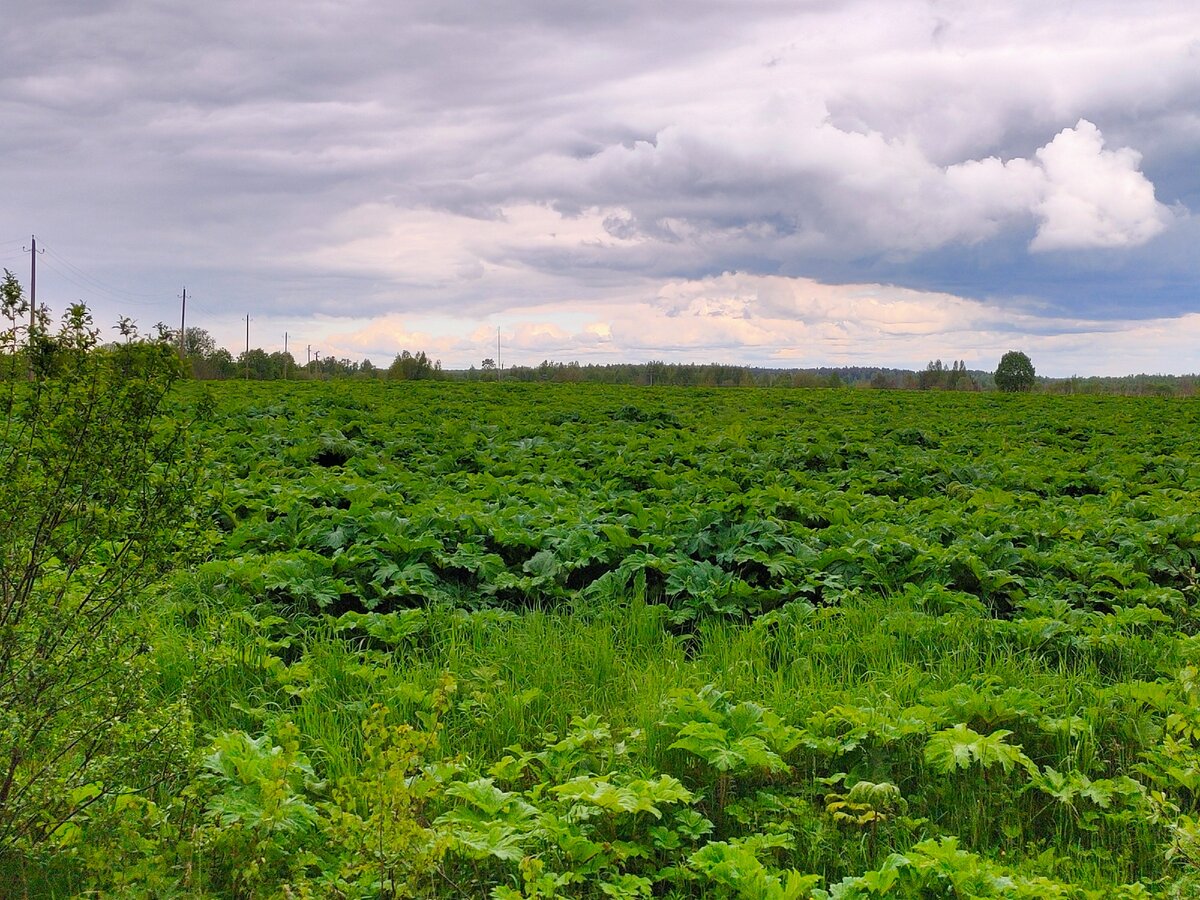 Калязинский район, Тверской губернии. До горизонта один борщевик. Много борщевика. Поле борщевика! Фото Артюхов Д.