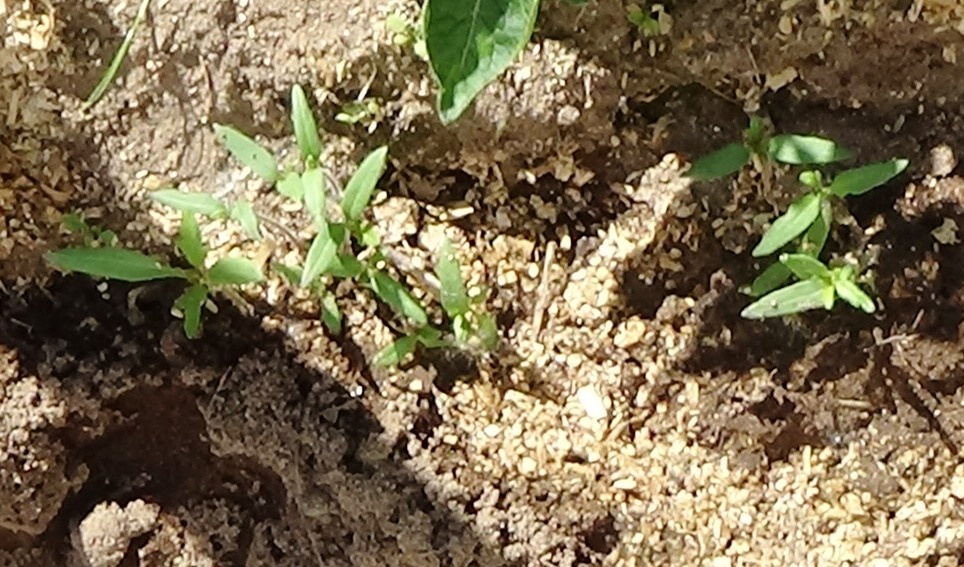 Томаты семенами в грунт