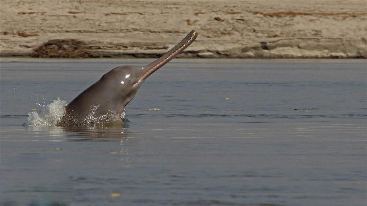 Сусук слепой Дельфин Индии