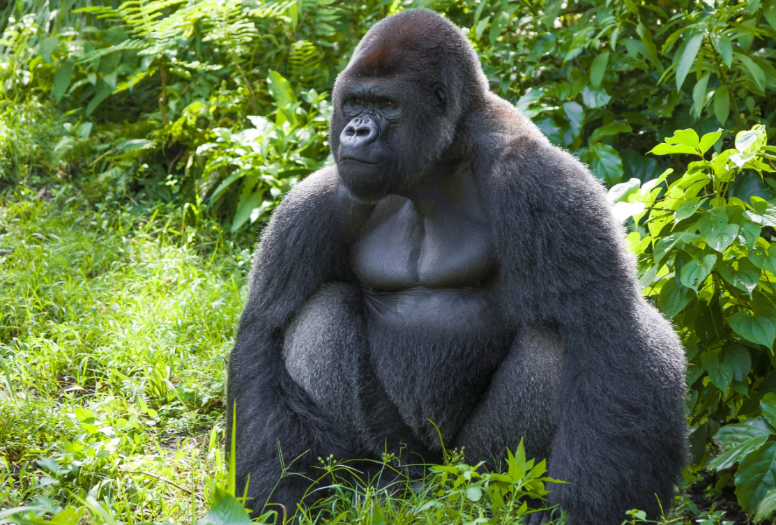 источник: https://yandex.ru/images/search