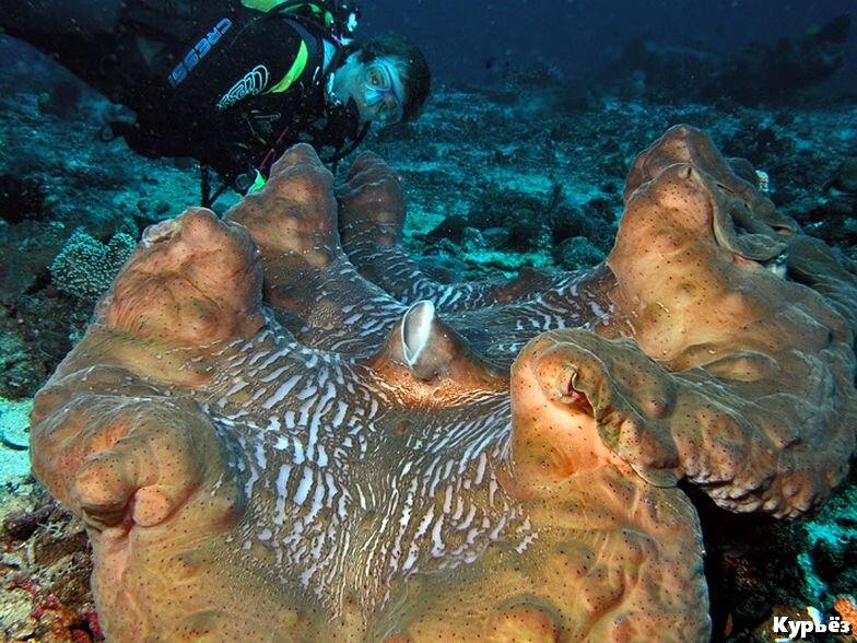 Гигантский  моллюск (ист. изобр. https://commons.wikimedia.org/)