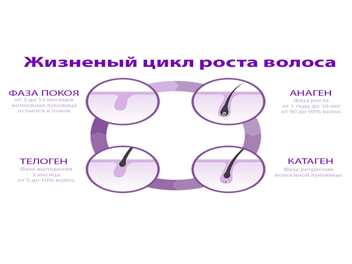 фазы роста волос