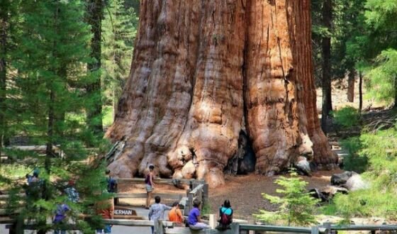 Секвойя, растущая в окрестностях Редвуд-Крик