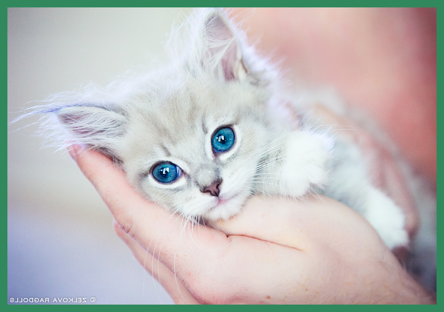 По правилам Яндекс.Дзен я не могу загрузить фото, как на самом деле выглядела Даша с больными глазами, поэтому вставляю взятую из сети Интернет картинку вот с такой маленькой белой красавицей.