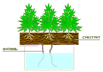 Зелень на гидропонике