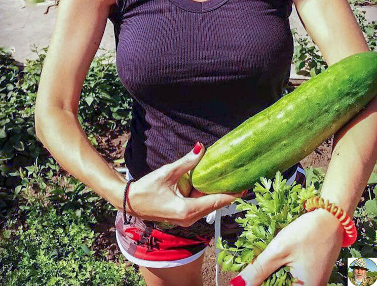соседская дочь показывает свой огурец, не удобно для засолки.