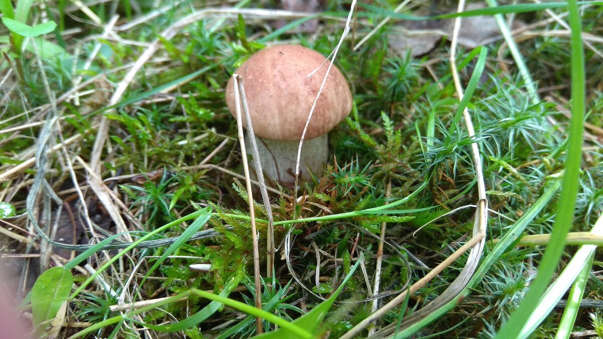 Авторское SPV PROJECT