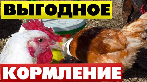 Инструкции по изготовлению своими руками различных кормушек для кур