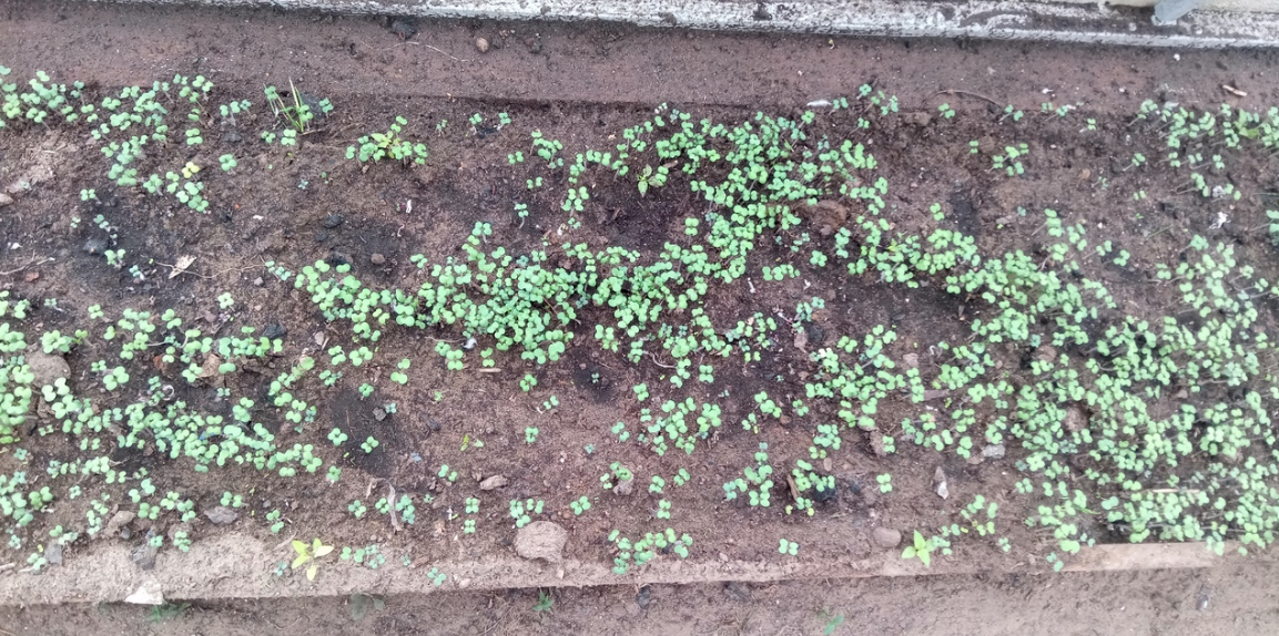 Сидераты. Горчица