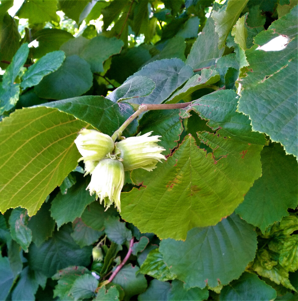 Лещина маньчжурская Corylus mandshurica