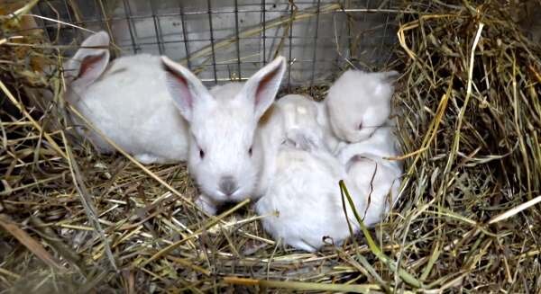 Почему крольчиха не заботится о новорожденных крольчатах и как решить проблему?