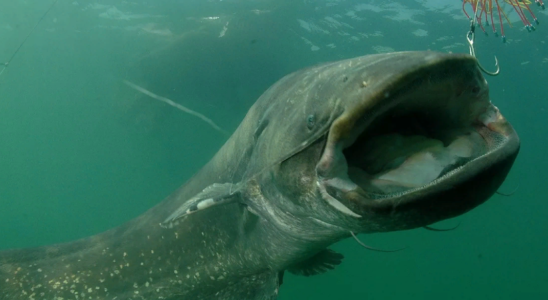 Морской сомик. Сомик озерный. Рыба сомик речной. Сом в воде. Сом обыкновенный silurus glanis.