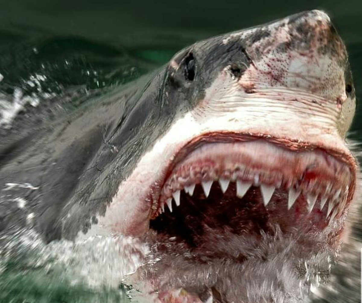 Самая большая пасть. МЕГАЛОДОН челюсть. Акула кархародон. Кархародон МЕГАЛОДОН. Самая большая древняя акула МЕГАЛОДОН.