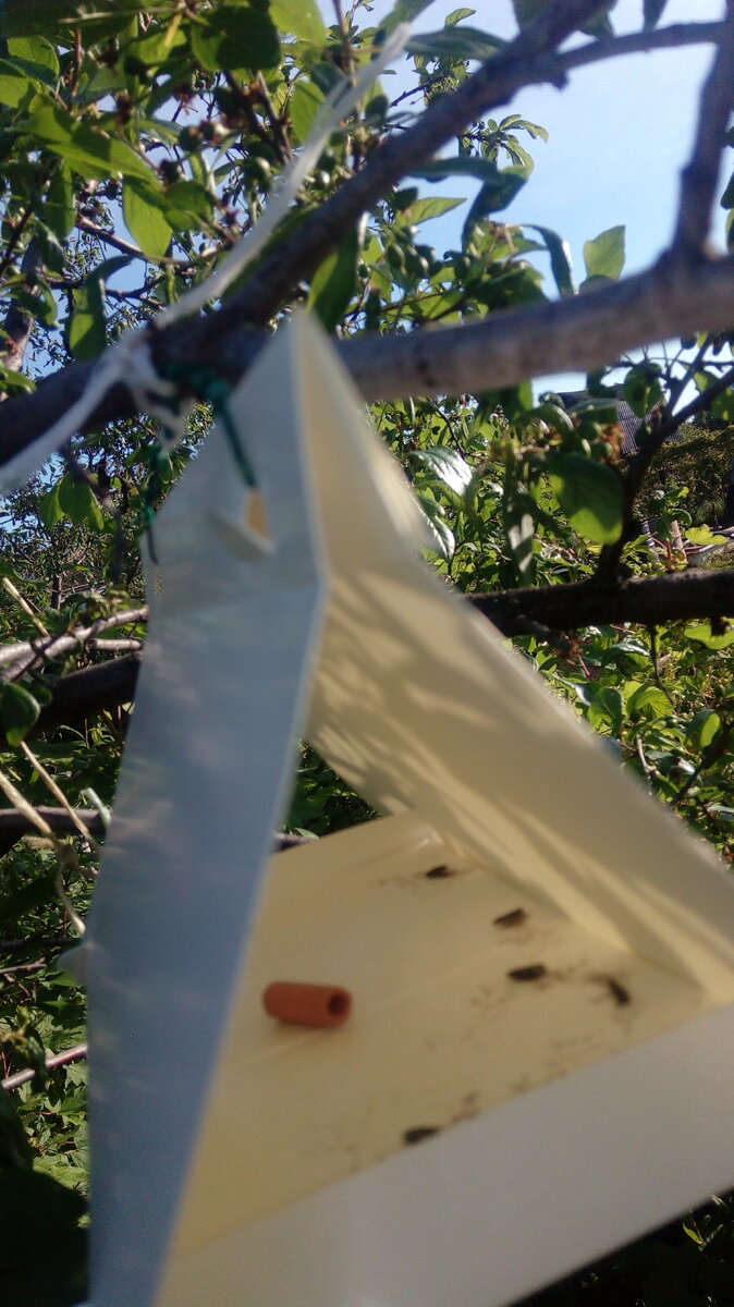 На клеевой подложке первые бабочки сливовой  плодожорки появились через 10 мин. (фото автора) 