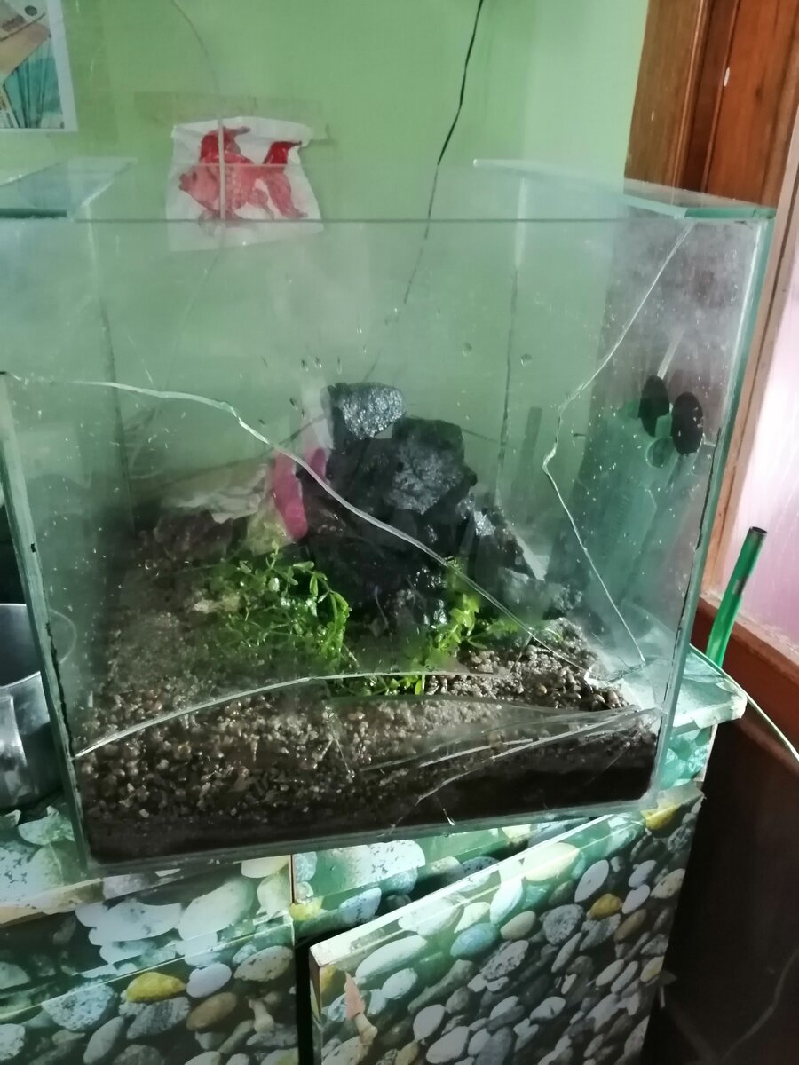 Вот наш разбитый аквариум... 