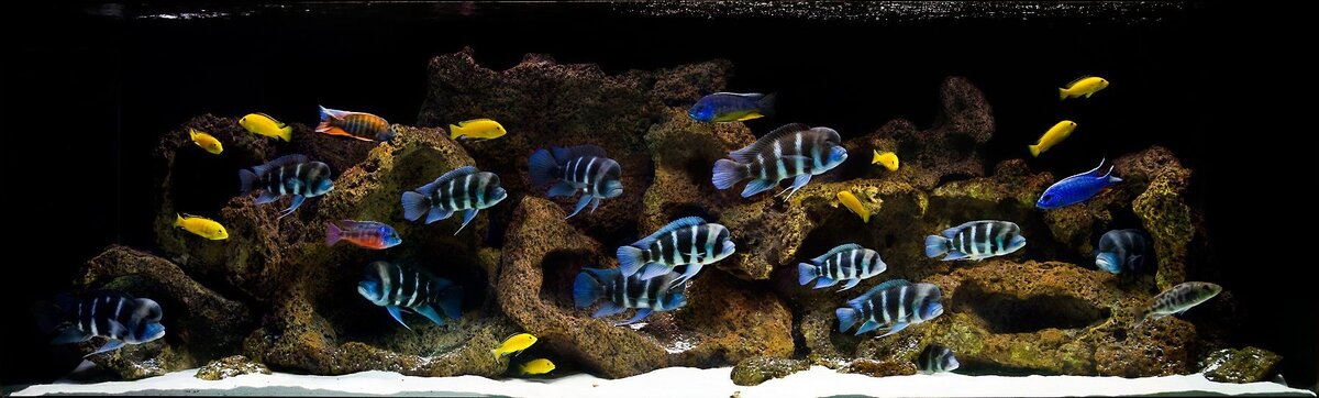 фото с сайта https://fanfishka.ru/ (малавийский цихлидник)