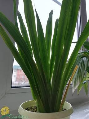 Неомарика стройная (Neomarica gracilis)