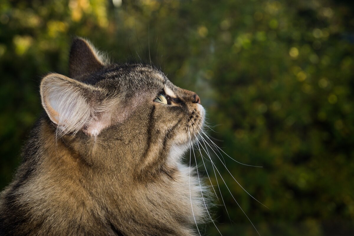 Кошки проблемы. Waldkatze. Cat Side. Довольная кошка Лесная. Кот Лесной в профиль фото.