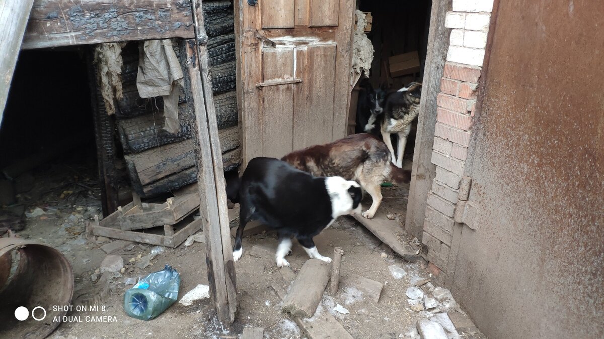 Семья тарзанов- маугли