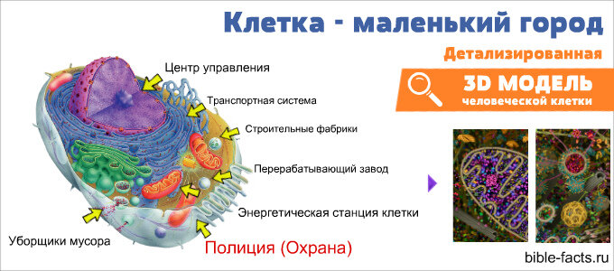 Самое детальное изображение клетки человека на сегодняшний день