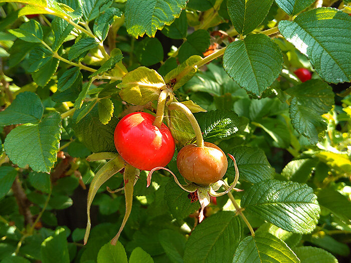 Шиповник в саду