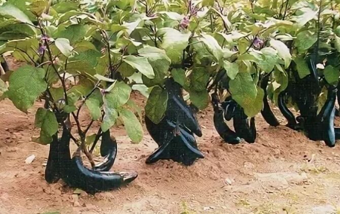 Длинноплодные баклажаны. Фото с просторов интернета, Яндекс-картинки