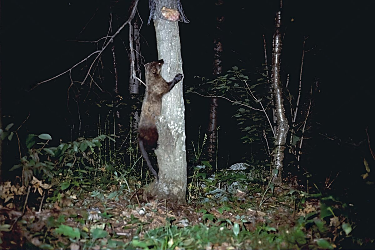 Белка ночью на дереве. Wolves Russia Tree Climb.