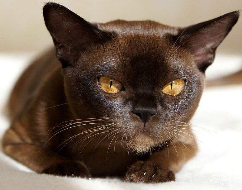 Европейская Бурма кошка