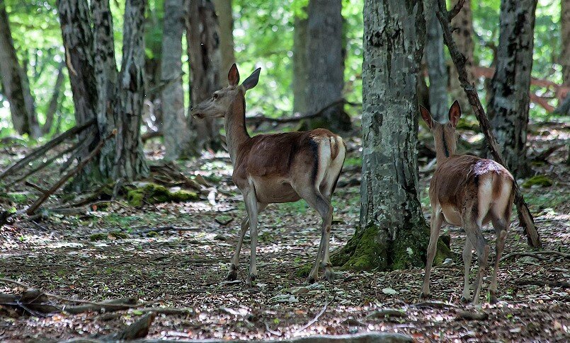 Животные парка "Крымский"