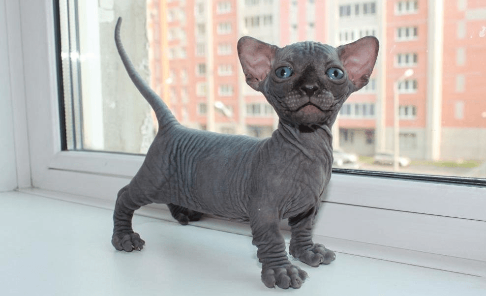 Котенок Бамбино