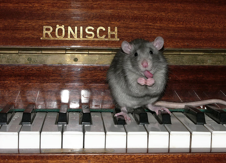 Не стреляйте в пианиста  — он играет, что заказывают 