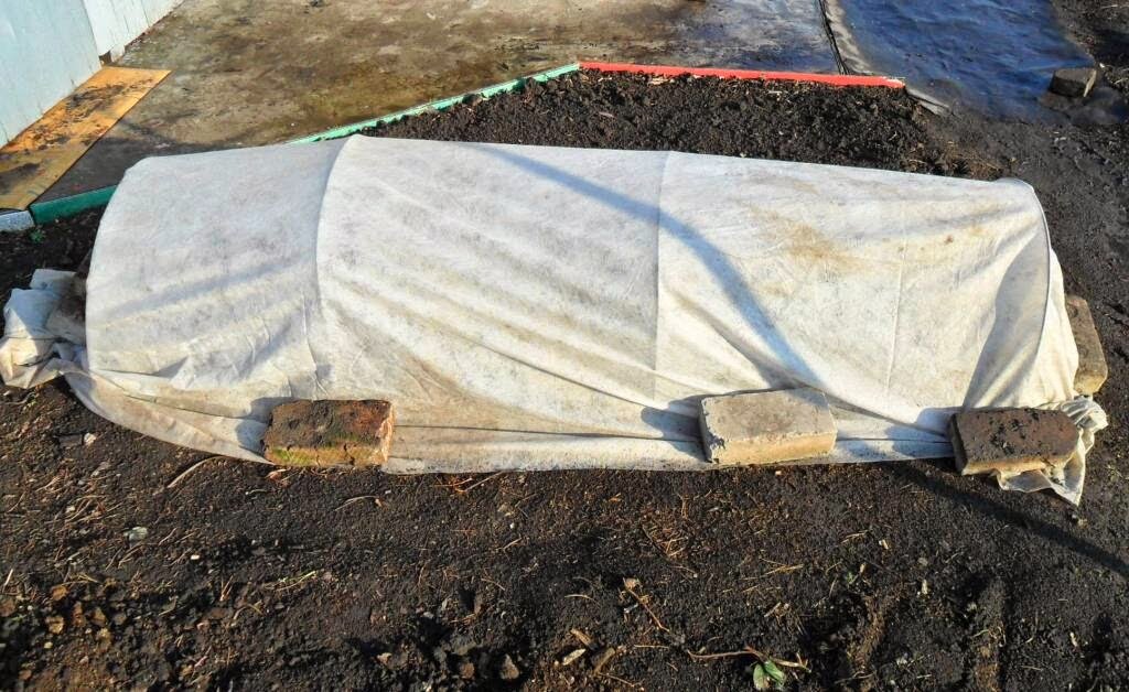  Грядка рассады капусты 