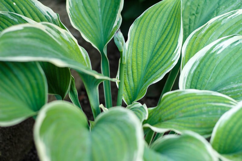 Хоста. Иллюстрация для статьи используется по стандартной лицензии ©dachnyedela.ru