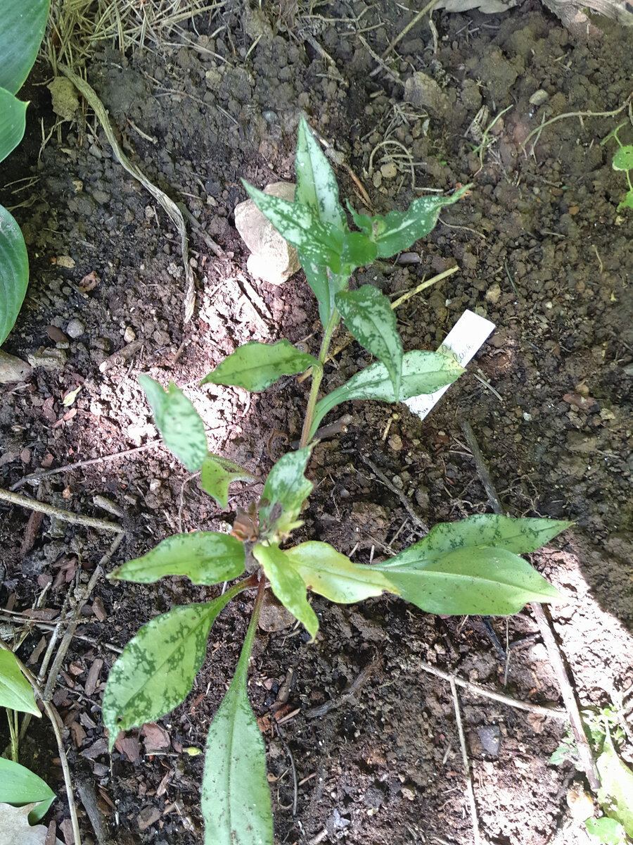 Медуница длиннолистная (Pulmonaria longifolia) Diana Claire,  цветы сине-фиолетовые