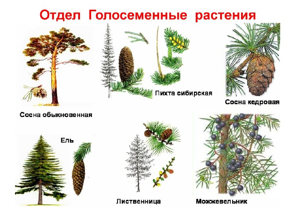 Группа растений голосеменные примеры Откуда взялись растения? ВСЕ ОБО ВСЕМ Дзен