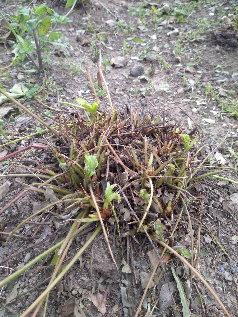 Остались от кустика рожки, да ножки. Всю листву срезала