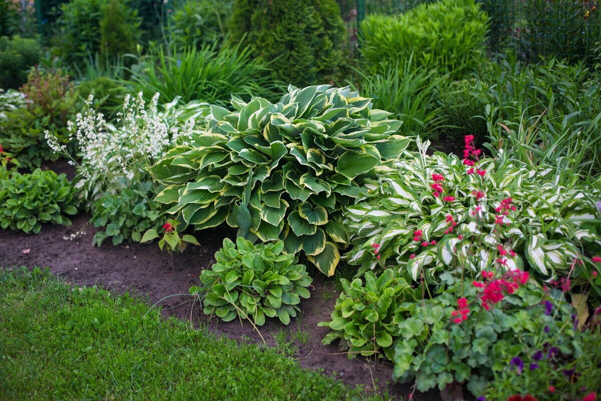 Фотография взята из источника www.florapassionis.com