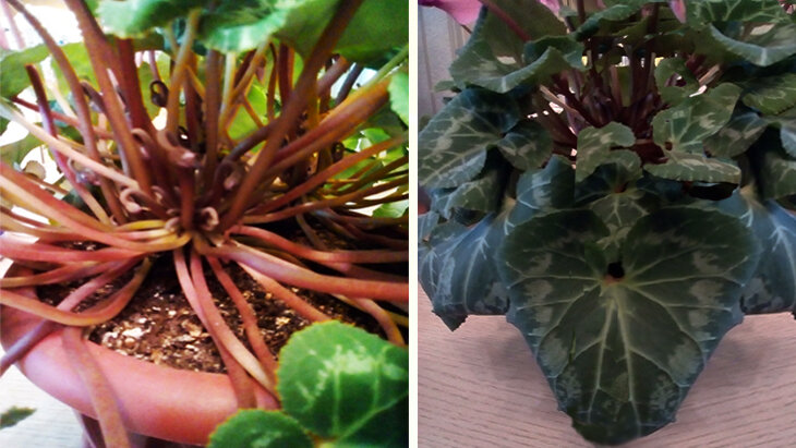 Листья цикламена