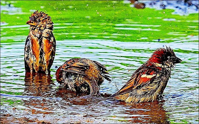 Большое купание городского воробья. Картина - маслом! Фото: открытый источник.