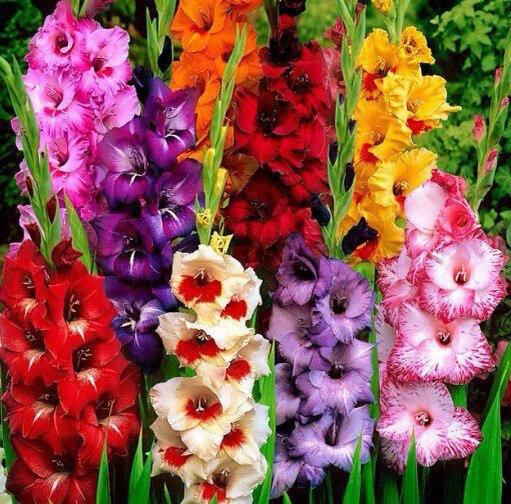 Фото из интернета. Самые красивые и любимые цветы моего детства!