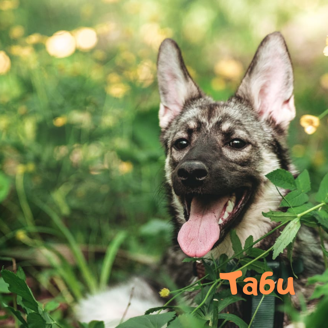 Таби, девочка, 7 месяцев