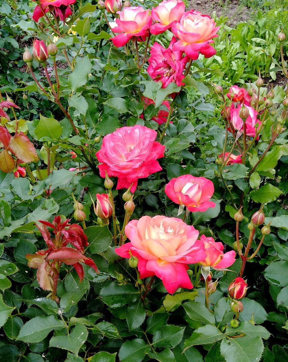 Парад самых сильных роз 🌹 | Цветочница Анюта 🌹 | Дзен