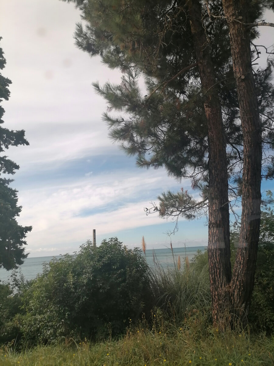 Растительнось по трассе Сочи-Адлер. Вид на море каждый день... Фото автора. 