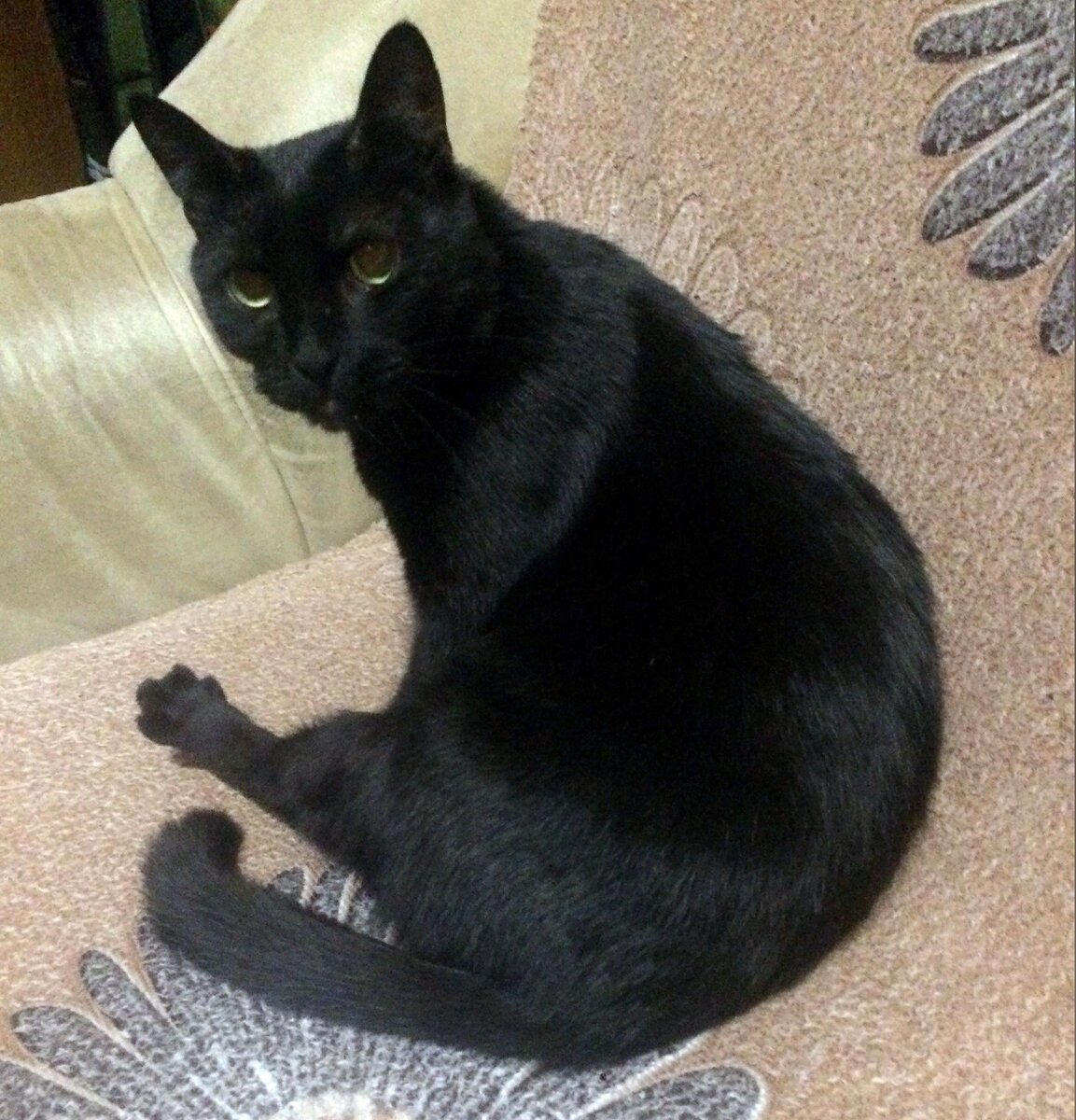 Фотка зимняя. Кстати, тогда у нас был только он и Карамелька. Интересно, почему мордочка недовольная? Или так просто кажется?